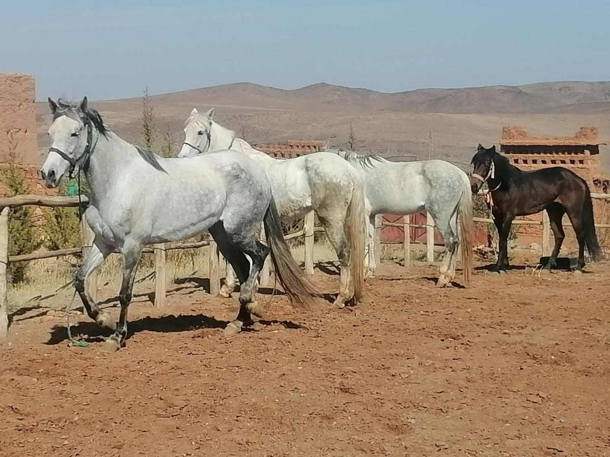 Dar Alfourssane Ferme D'Hote Ouarzazate Bagian luar foto