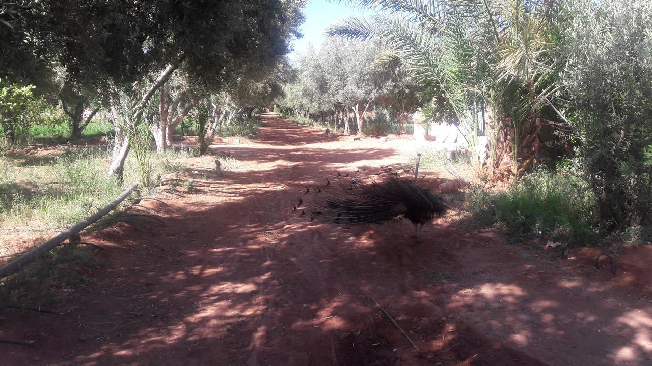 Dar Alfourssane Ferme D'Hote Ouarzazate Bagian luar foto