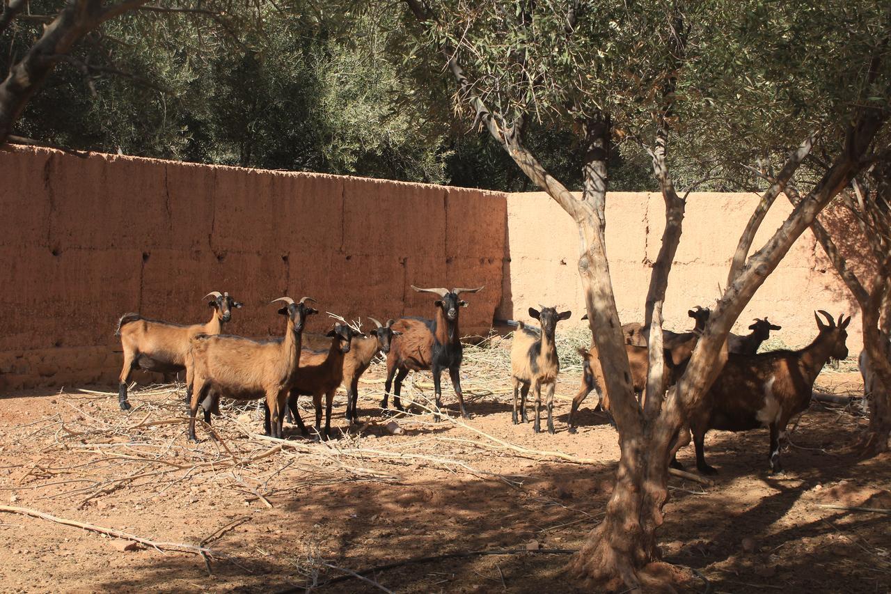 Dar Alfourssane Ferme D'Hote Ouarzazate Bagian luar foto