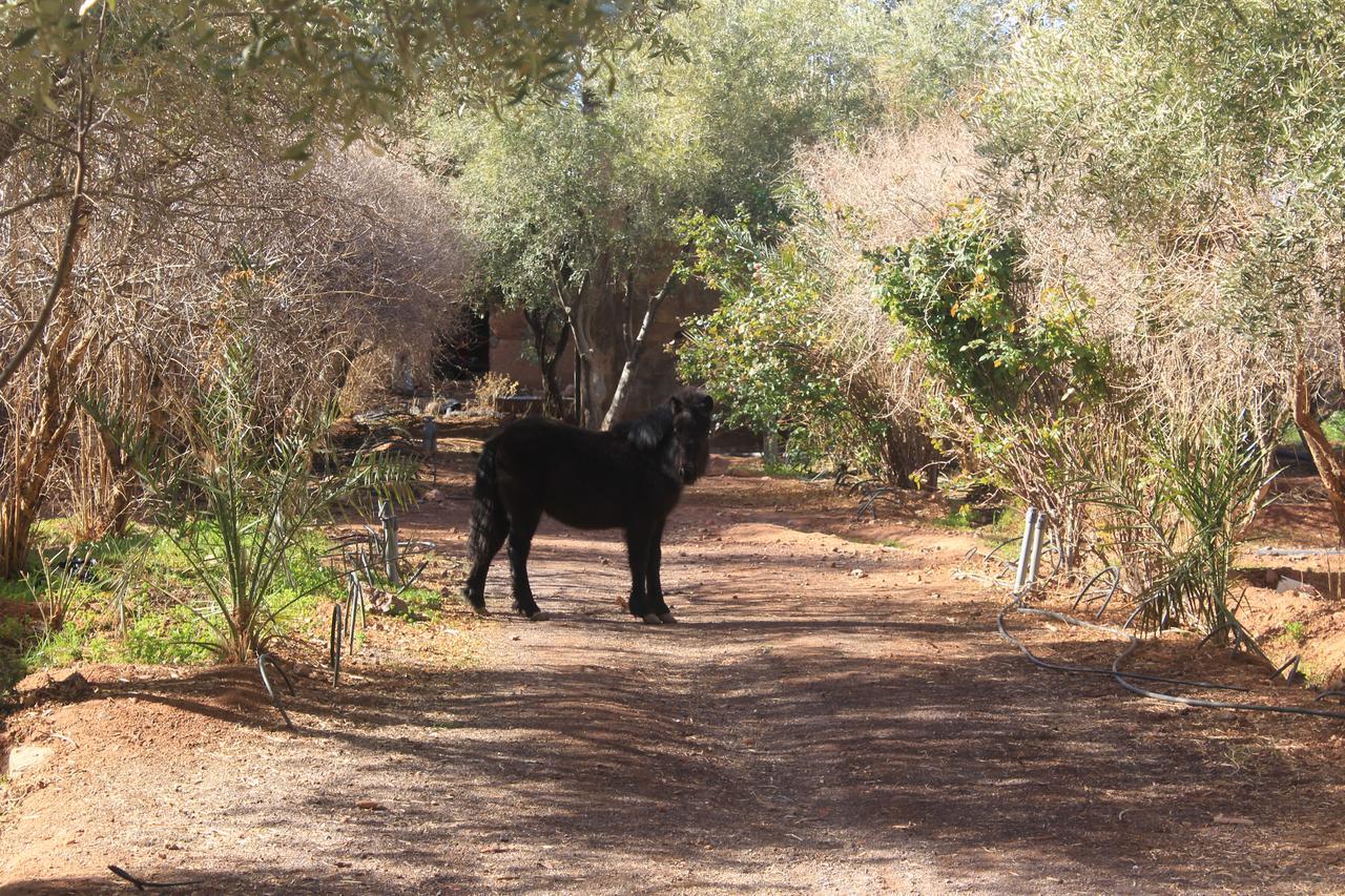 Dar Alfourssane Ferme D'Hote Ouarzazate Bagian luar foto