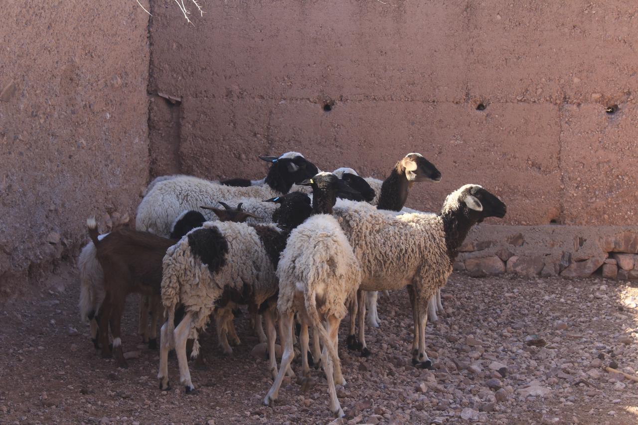 Dar Alfourssane Ferme D'Hote Ouarzazate Bagian luar foto