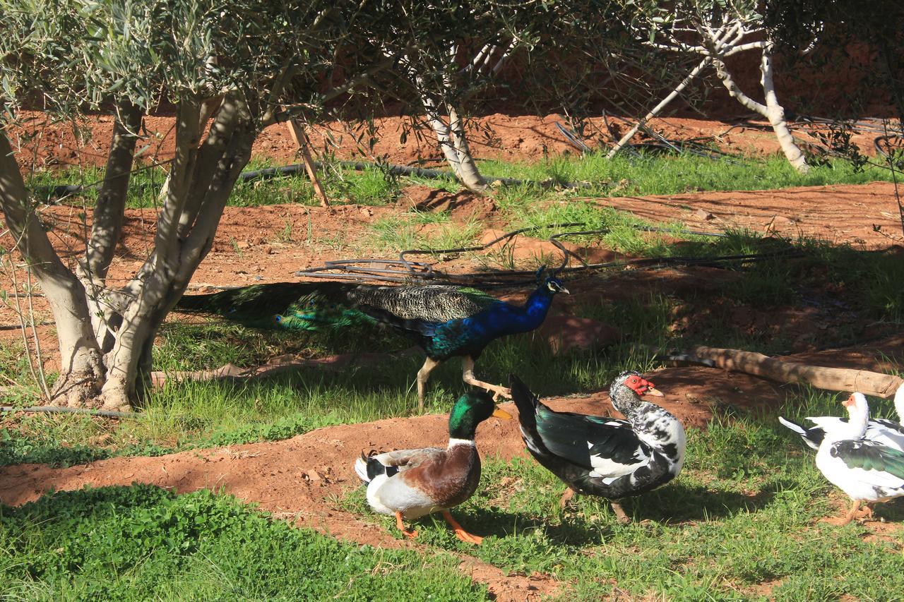 Dar Alfourssane Ferme D'Hote Ouarzazate Bagian luar foto